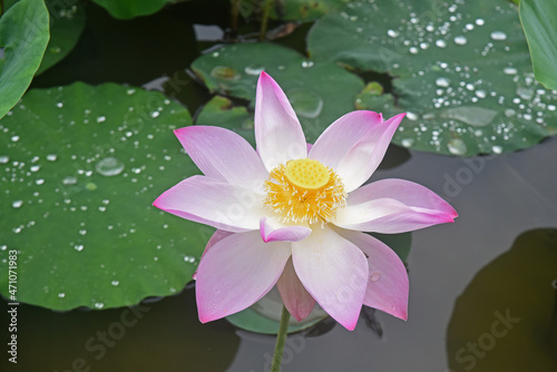 Blooming pink and white lotus flower in a pond  illuminated by the sun