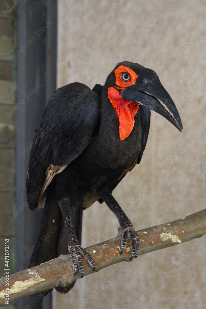 Fototapeta premium horned raven
