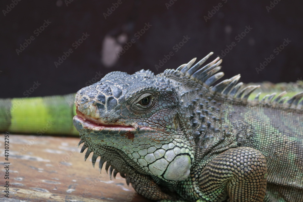 Obraz premium iguana in the zoo