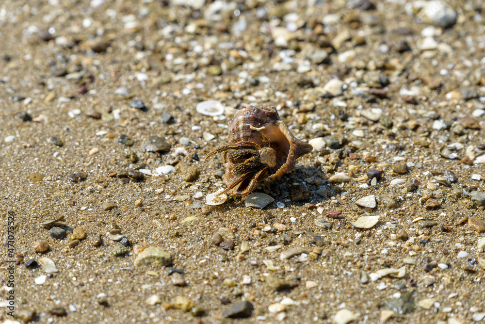 Hermit crabs living in mudflats