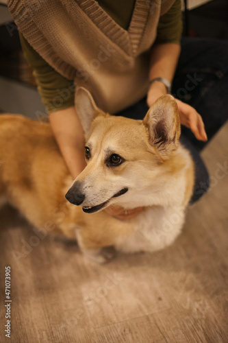 Cute corgi dog sitting on the floor at home near her owner