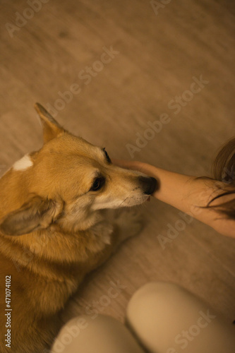 Cute corgi dog sitting on the floor at cozy home. Welsh corgi pembroke dog in the apartment. Person and dog.