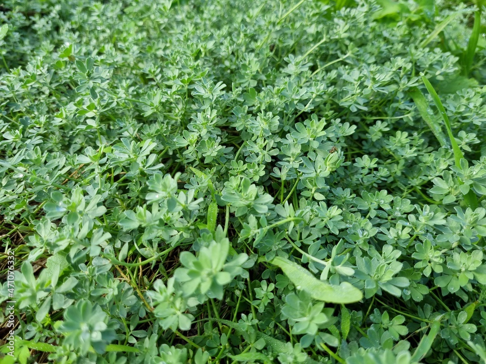 Lotus creticus is a species of perennial herb of the family Fabaceae Lotus creticus is a species of perennial herb of the family Fabaceae