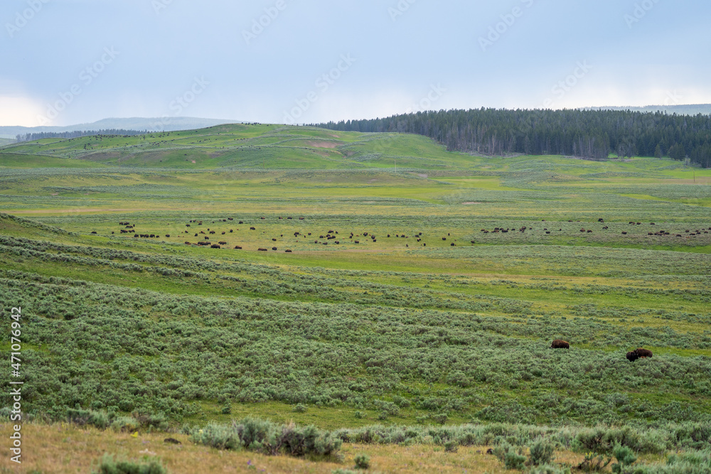 A herd of bison graze in the distance in the Hayden Valley in Yellowstone National Park in Wyoming on a cloudy summer evening