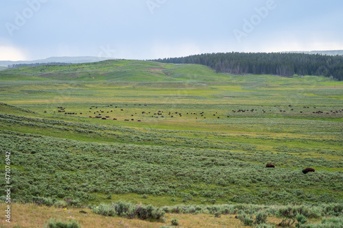A herd of bison graze in the distance in the Hayden Valley in Yellowstone National Park in Wyoming on a cloudy summer evening