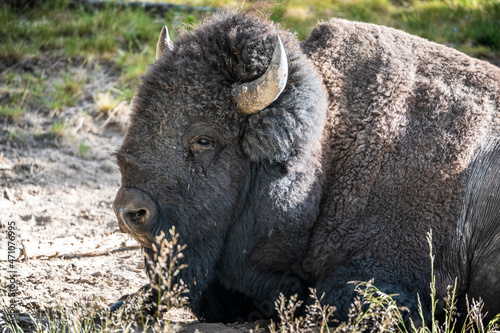 Wallpaper Mural A bison rests in the afternoon by Mud Volcano in Yellowstone National Park in Wyoming Torontodigital.ca
