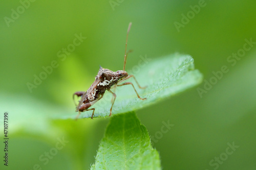 Little brown bug on a leaf in backyard 
