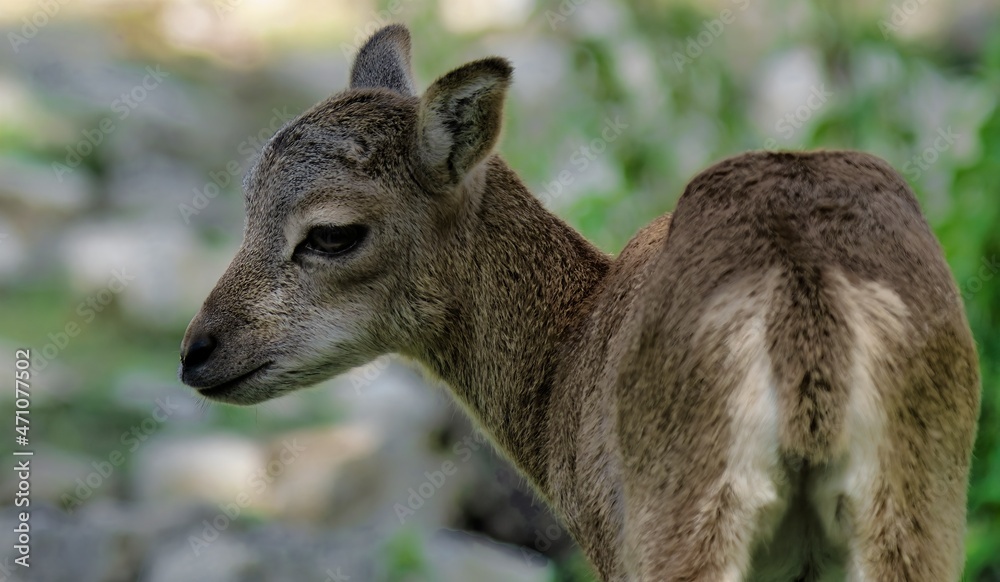 Portrait of a Portrait of a female Mouflon fawn Portrait of a Portrait of a female Mouflon fawn