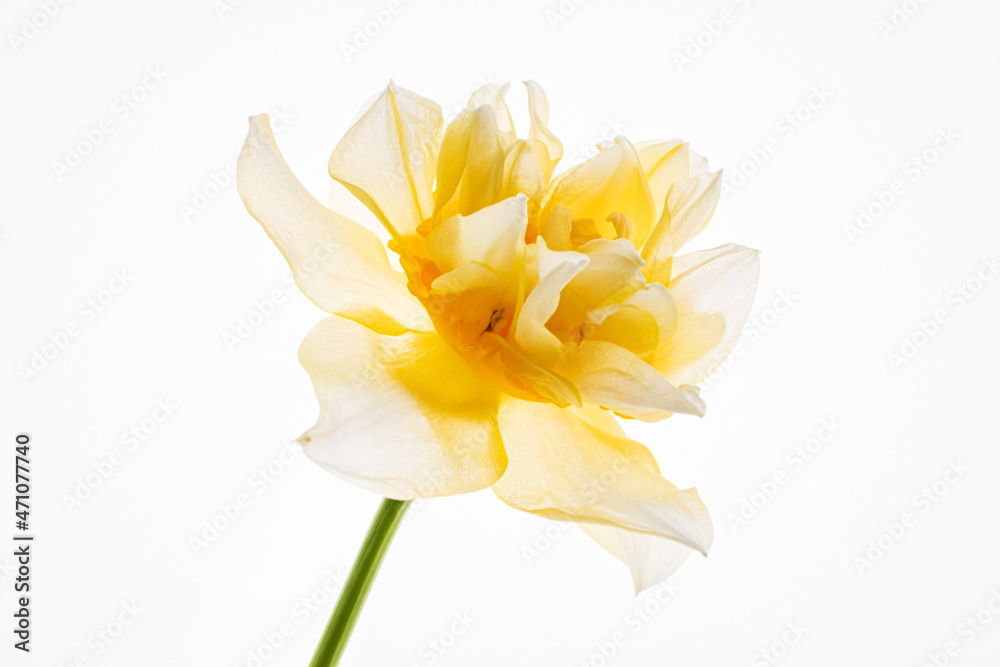 Daffodils in the glass vase Daffodils in the glass vase