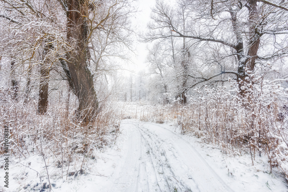 Snowy road in the forest, trees in the snow Snowy road in the forest, trees in the snow