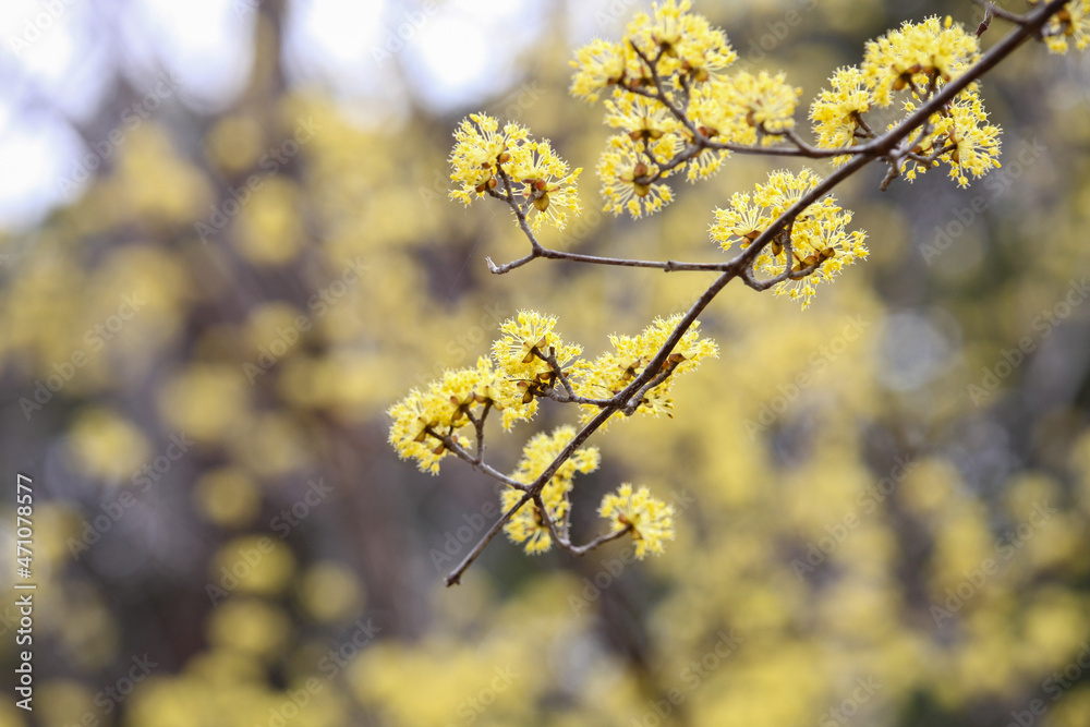 山茱萸の黄色い花 山茱萸の黄色い花