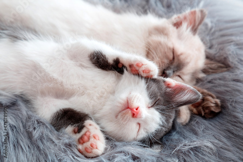 Couple little happy Cute kittens in love sleep nap together on gray fluffy plaid. 2 two cats pets animal comfortably sleep relax have sweet dreams at cozy home. Kittens on bed