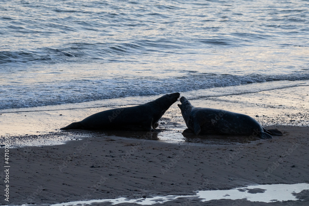 Obraz premium Adult grey seals (Halichoerus gryphus) fighting on a Norfolk beach