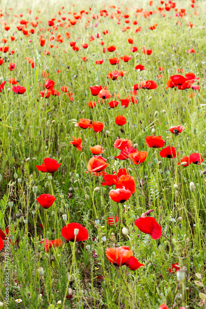 Fototapeta premium Poppy flowers.