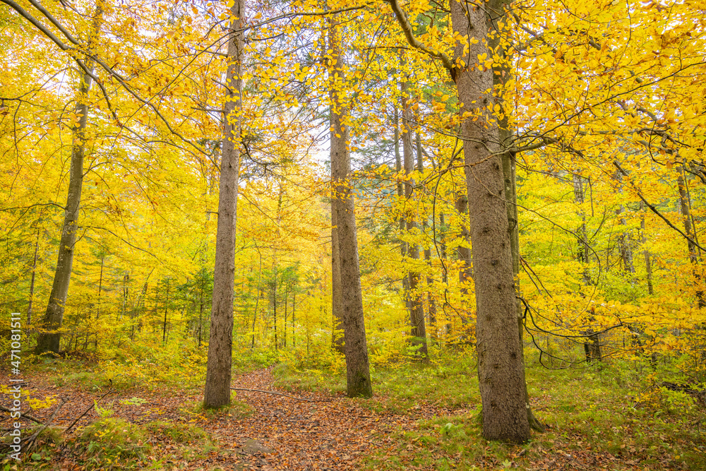 Herbst Landschaft