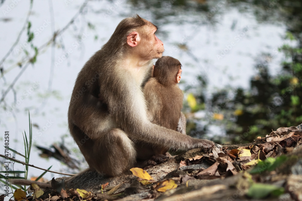 Fototapeta premium (macaca radiata) A monkey and its cub are sitting on the ground