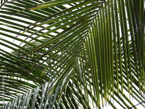 coconut tree leafs  palm leaves