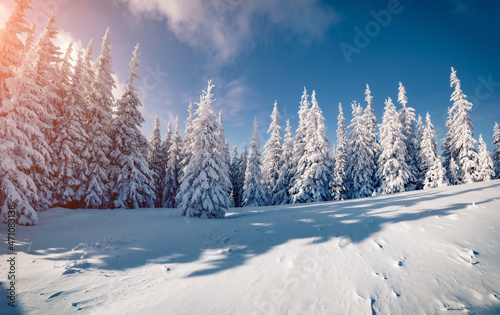 Christmas postcard. Spectacular winter landscape of mountain valley. Perfect sunrise in Carpathian mountains. Frosty scene of fir trees covered by fresh snow. Beauty of nature concept background. © Andrew Mayovskyy