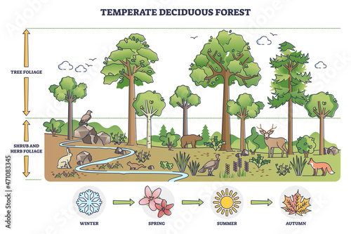 Temperate deciduous forest tree, herbs and shrub foliage description outline diagram. Labeled educational environment vegetation type with changing characteristics based on season vector illustration. photo