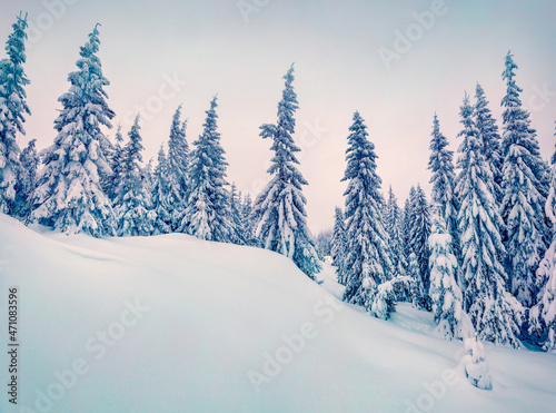 Untouched winter landscape. Gloomy morning scene of mountain forest. Fabulous winter view of Carpathian mountains, Ukraine, Europe. Beauty of nature concept background.