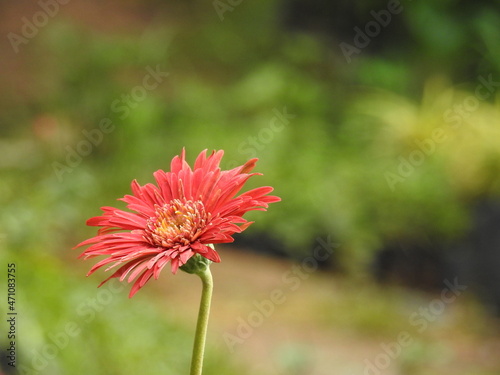 Beautiful Red Gerbera flower