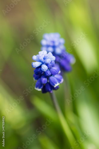 The grape hyacinth  lat. Muscari armeniacum   of the family Asparagaceae.