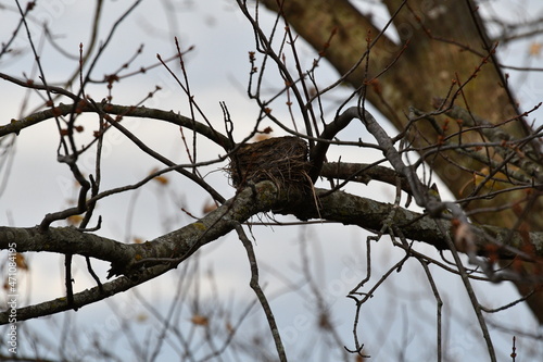Bird Nest on a Bare Tree Limb