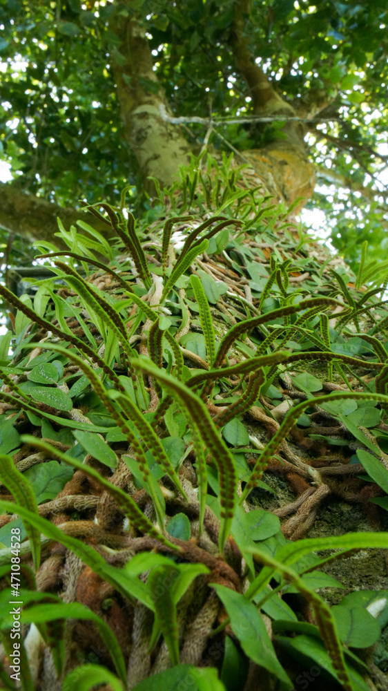 Fototapeta premium pteridofita
