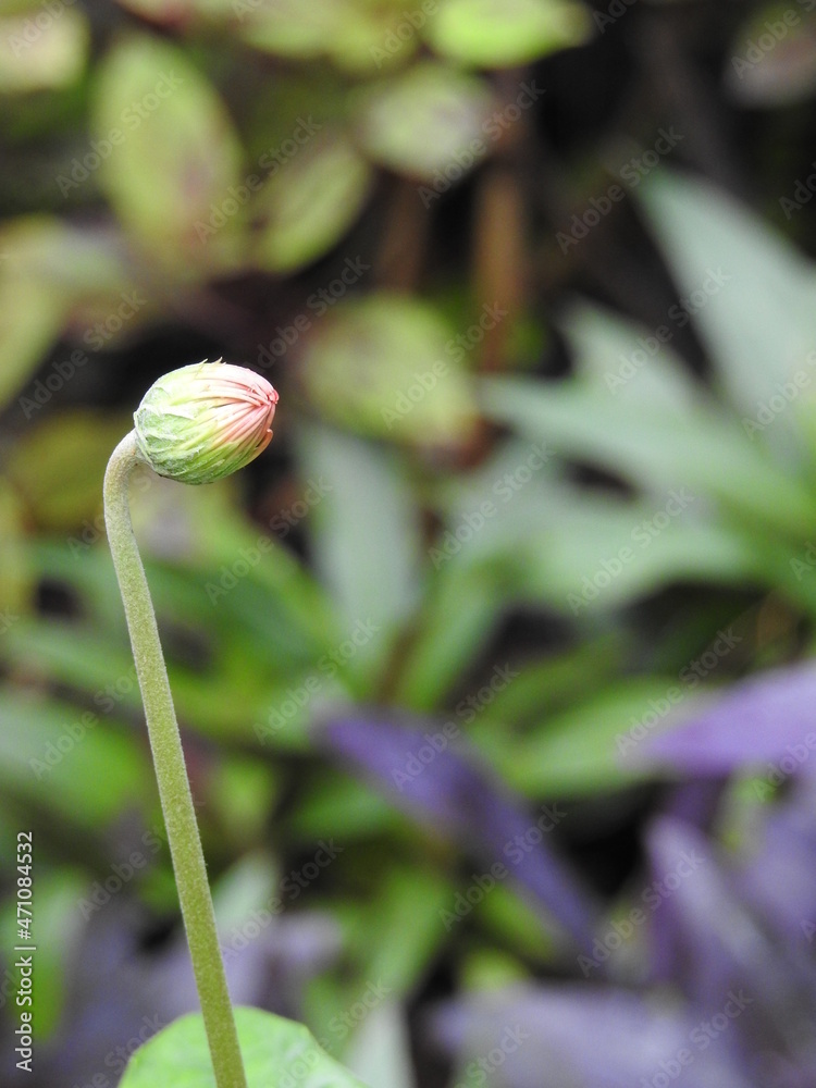 bud of a flower bud of a flower