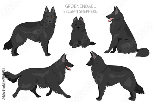 Groenendael clipart. Different poses, coat colors set