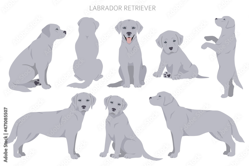 Labrador retriever dogs in different poses and coat colors clipart