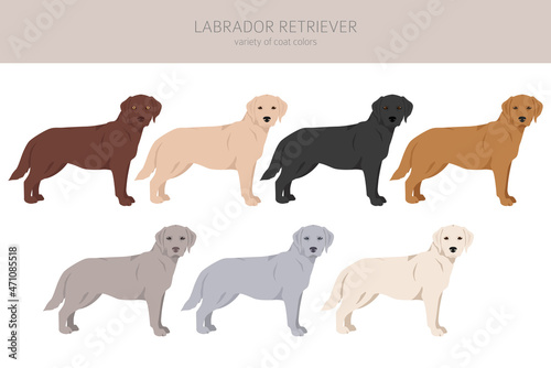 Labrador retriever dogs in different poses and coat colors clipart
