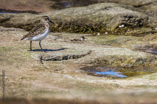 Sandpiper, a small shorebird on Nue Island, a small island of Mingan archipelago national park, in Cote Nord region of Quebec, Canada photo