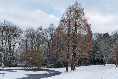 Bare trees and snow landscapes in a Brussels park during winter photo