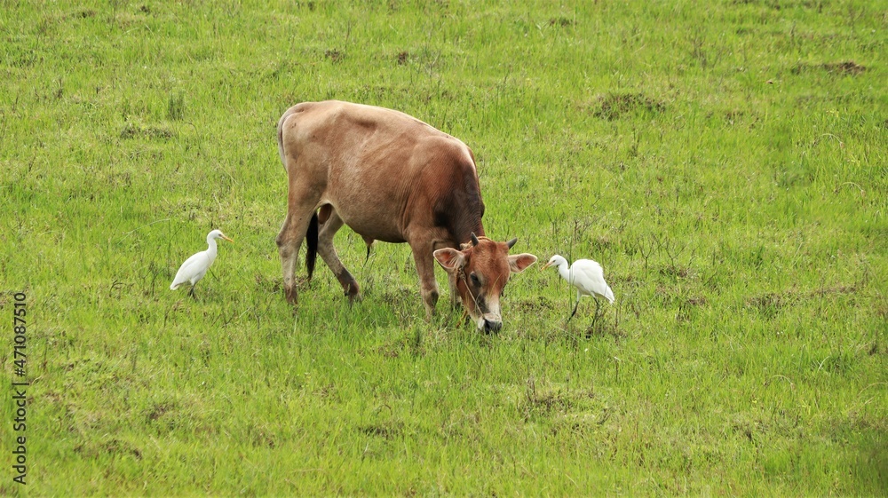 Outside the green mosaic grass stands a cow with two white cranes Outside the green mosaic grass stands a cow with two white cranes