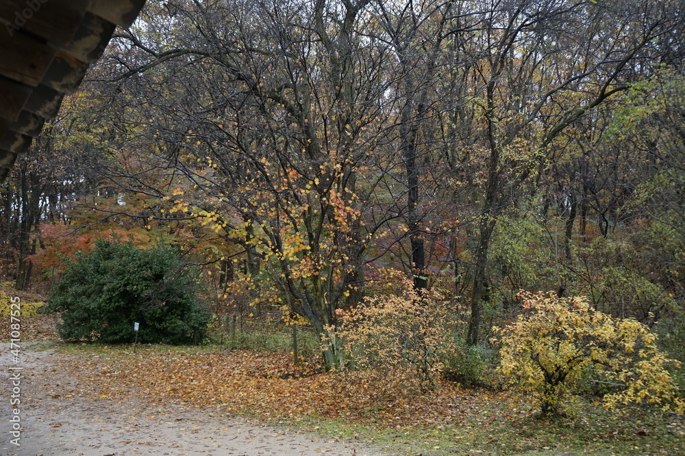 Obraz premium 숲에는 아름다운 단풍으로 물들어 있는 고즈넉한 풍경입니다.