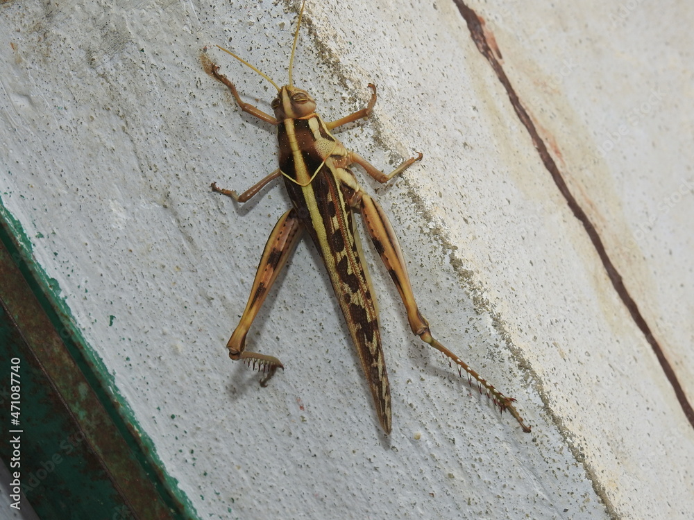 Big Sized Brown Grasshopper with thorn like structure on hindlegs Big Sized Brown Grasshopper with thorn like structure on hindlegs