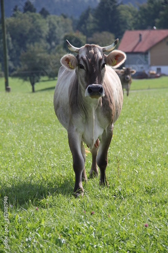 Braunvieh, Kuh photo