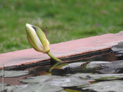 Grwing Lily flower at a small pong photo