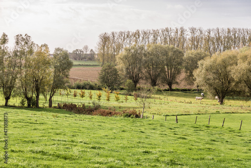 View over trees and meadows at the Belgian countryside