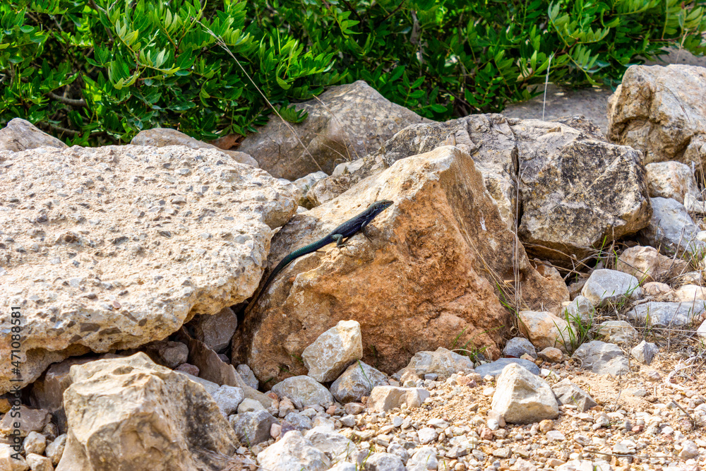 Cabrera Island lizard, Balearic Islands (Spain) Cabrera Island lizard, Balearic Islands (Spain)