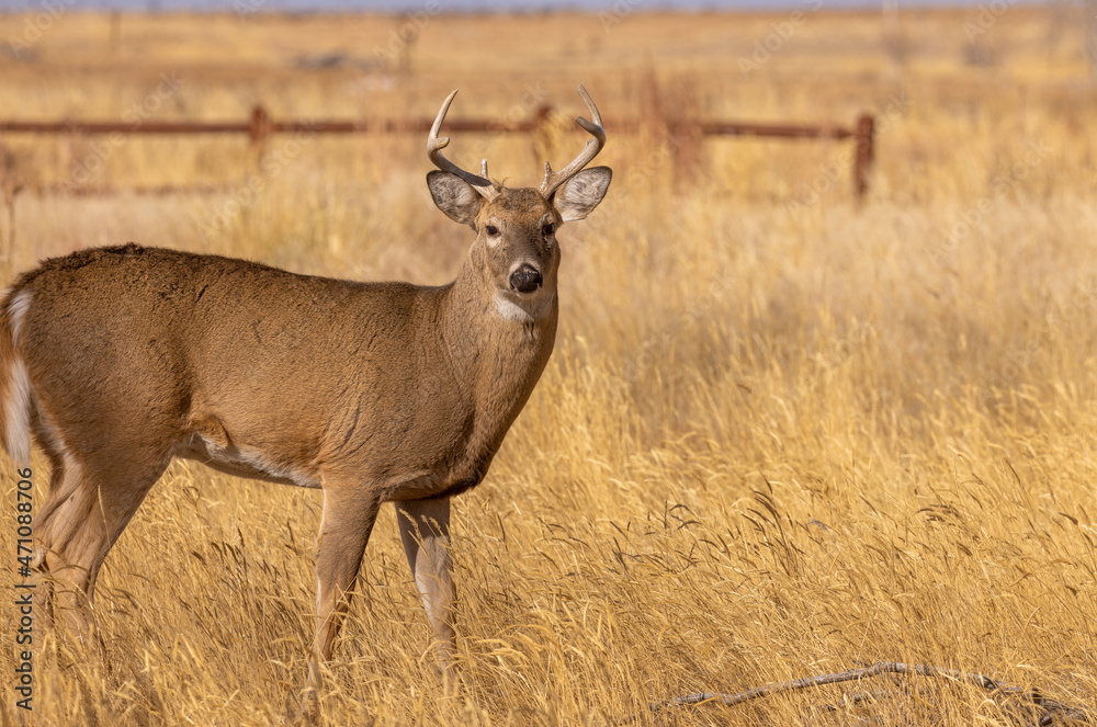 Fototapeta premium Whitetail Deer Buck During the Rut in Autumn