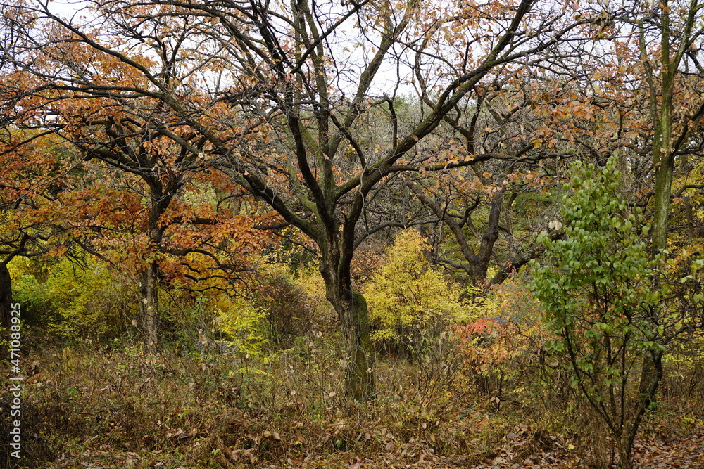 Obraz premium 숲에는 아름다운 단풍으로 물들어 있는 고즈넉한 풍경입니다.