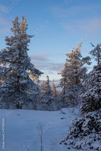 Verschneiter Wald, Särkitunturi, Lappland, Finnland