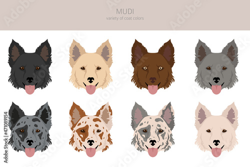 Mudi clipart. Different poses, coat colors set