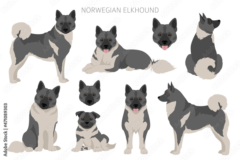 Norwegian elkhound clipart. Different poses, coat colors set