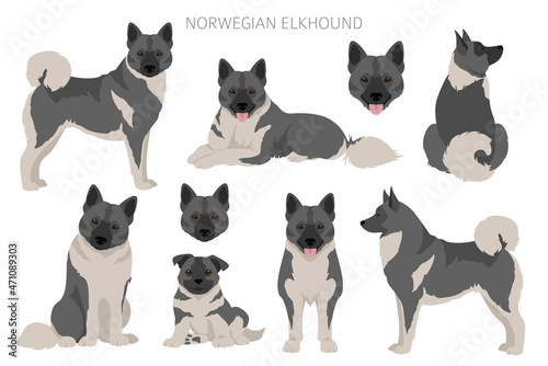 Norwegian elkhound clipart. Different poses, coat colors set photo