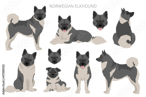 Norwegian elkhound clipart. Different poses, coat colors set