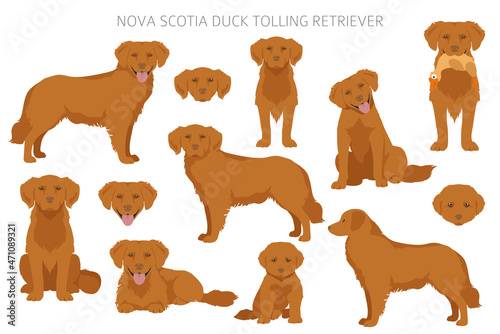 Nova Scotia duck tolling retriever clipart. Different poses, coat colors set