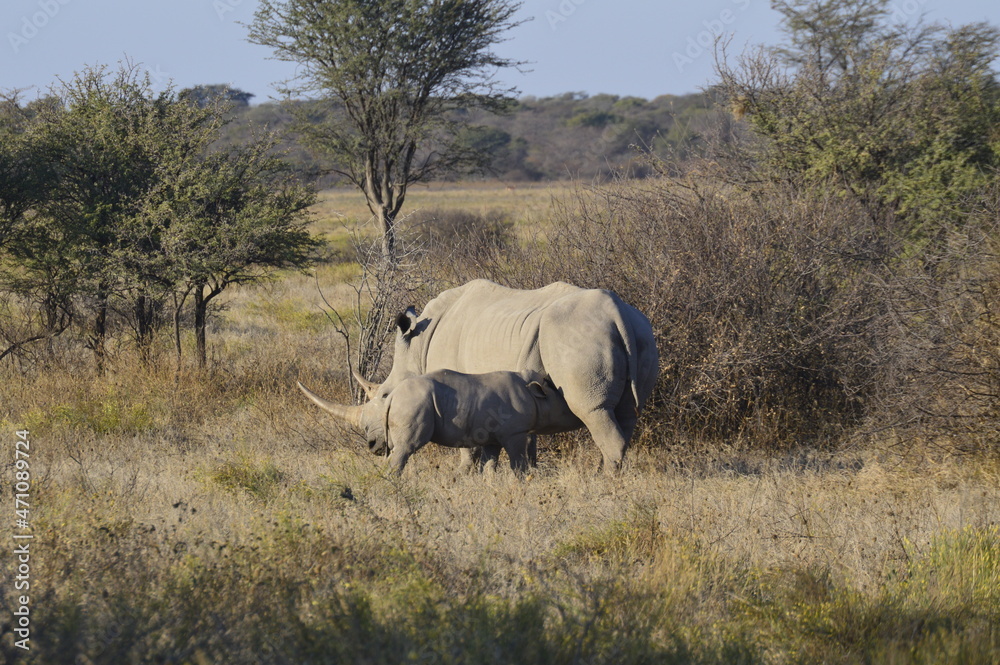 White Rhino Calf Feeding